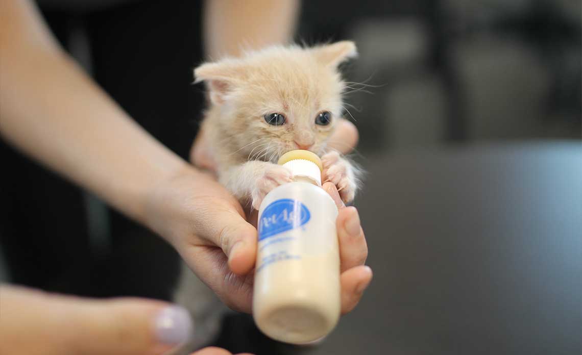 kitten bottle feeding