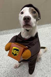 Brooklyn as UPS Delivery Person