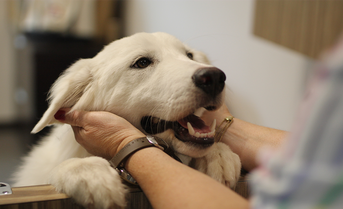 Counter surfing | Operation Kindness