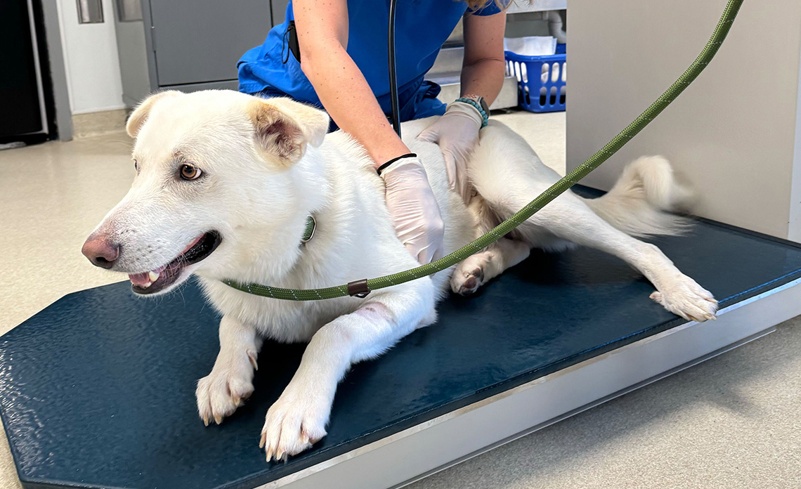 Operation Kindness I DAS distemper outbreak