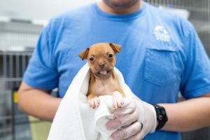 person holding a light brown puppy