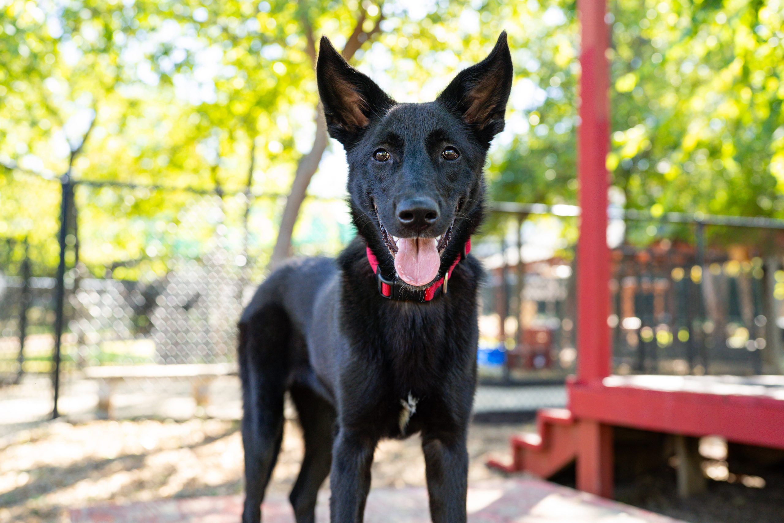 Shayla, a black dog wearing a red collar, looking forward with mouth open