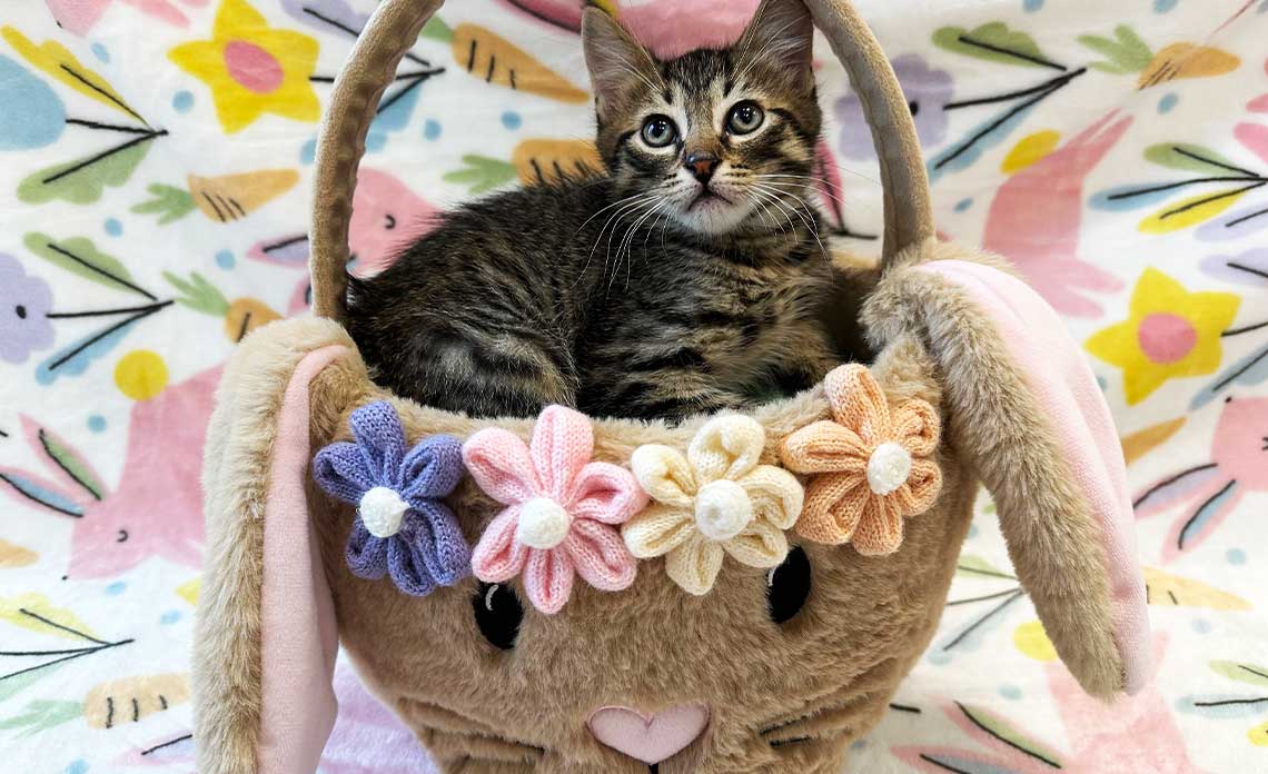 Pet Easter Baskets