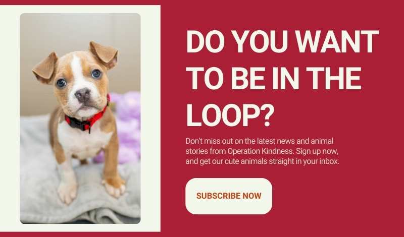 Dog asking you to subscribe to emails from Operation Kindness