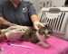 Brown and white cat being examined by medical staff.
