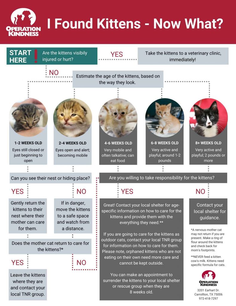Operation Kindness Blog - What to do if you find kittens| North Texas No-Kill Animal Shelter