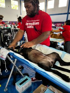 Operation Kindness I An Operation Kindness vet tech prepares a dog for surgery in Puerto Rico. 