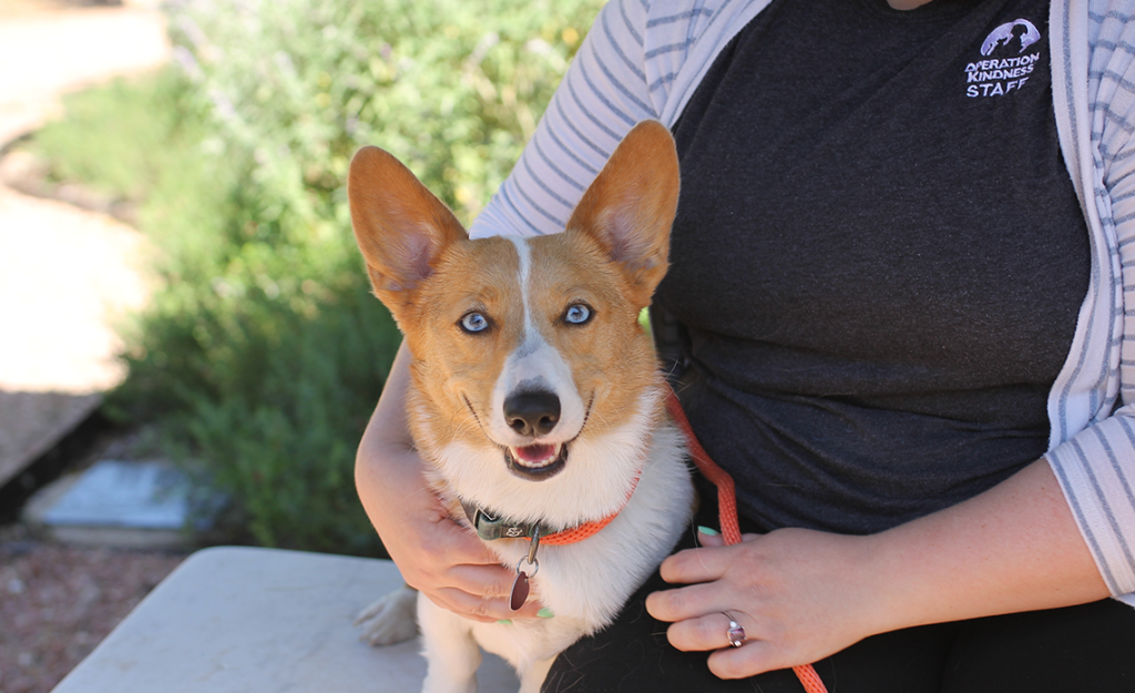 No kill hot sale adoption center