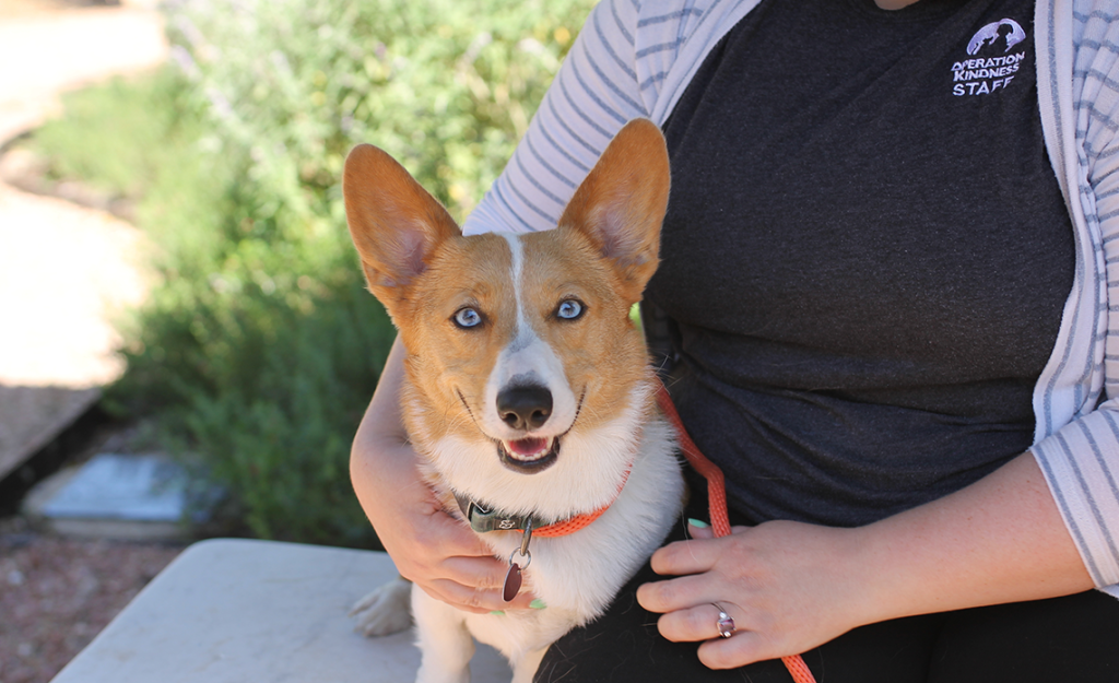 Person with dog sitting on bench | Operation Kindness No-kill Animal Shelter