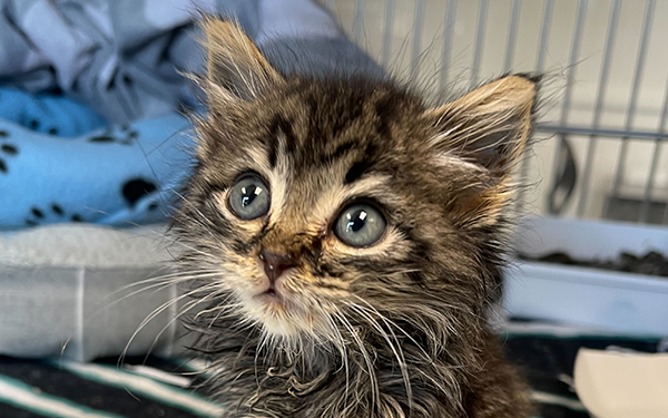 Our Kitten Nursery is providing lifesaving care for kittens like Salem