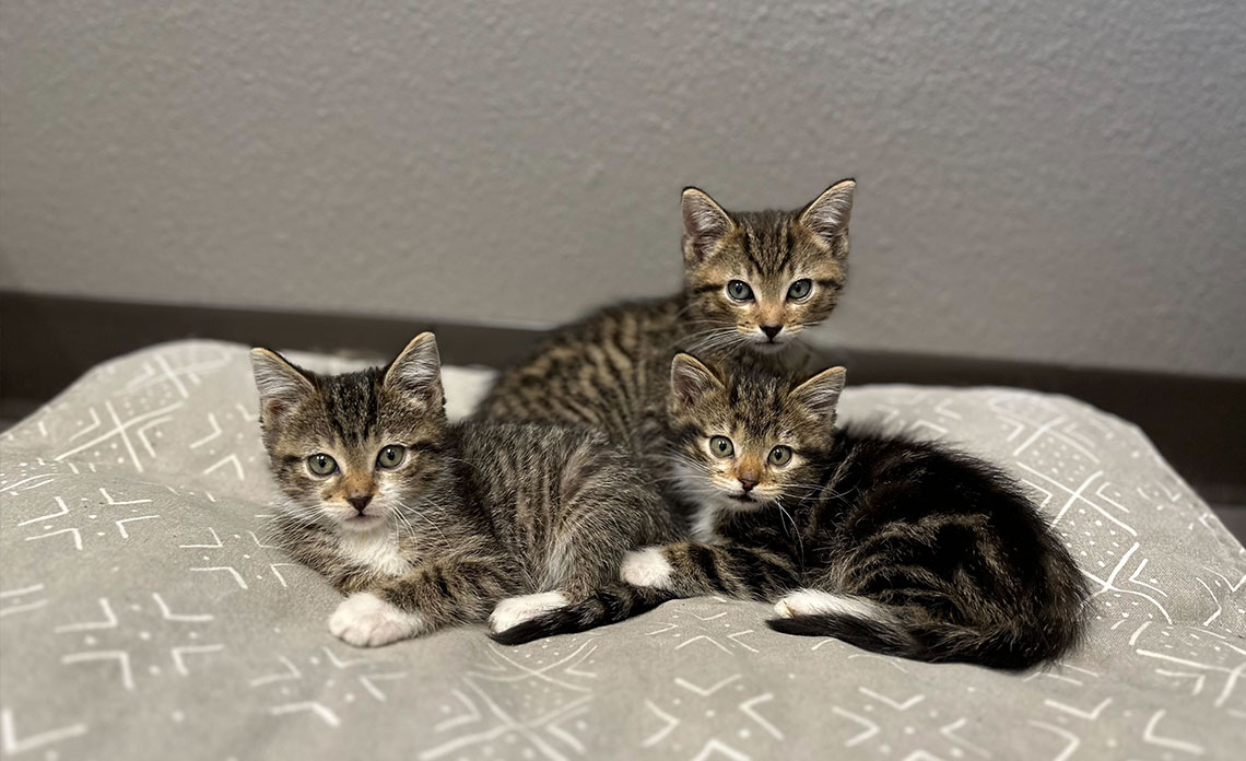 three kittens