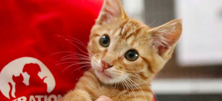 A kitten available for adoption through Operation Kindness, a leading no-kill animal shelter in North Texas