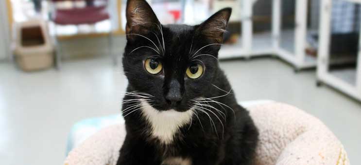 Cat available for adoption through Operation Kindness, a leading no-kill animal shelter in North Texas