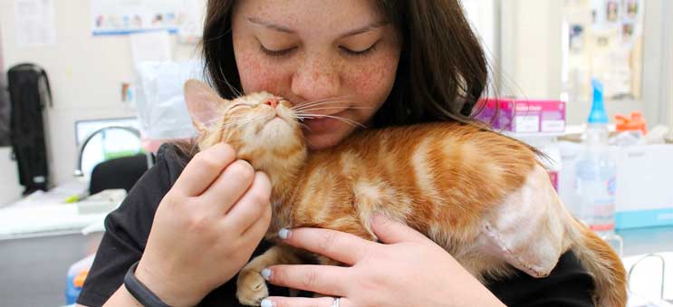 Small cat with amputated leg cuddling an Operation Kindness' medical staff member at their North Texas no-kill animal shelter and adoption center