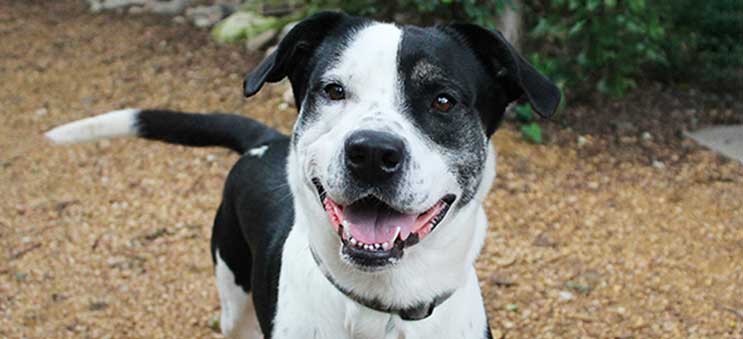 A happy puppy available for adoption through Operation Kindness, a leading no-kill animal shelter in North Texas