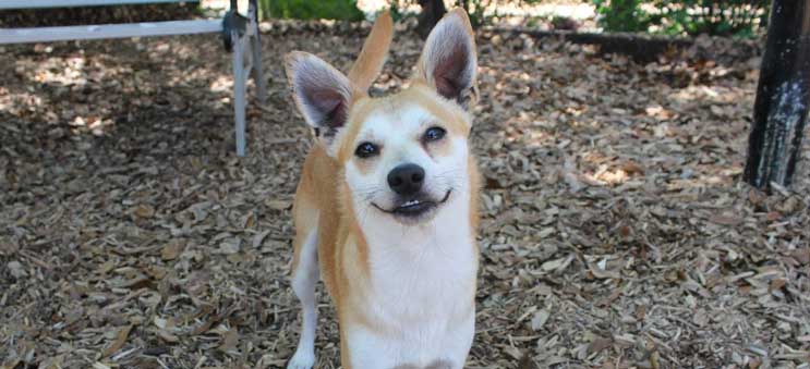 Dog available for adoption through Operation Kindness, a leading no-kill animal shelter in North Texas