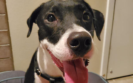 Blackberry, an Operation Kindness alumni | North Texas' Leading No-Kill Animal Shelter Success Stories Blackberry, an Operation Kindness alumni | North Texas' Leading No-Kill Animal Shelter Success Stories