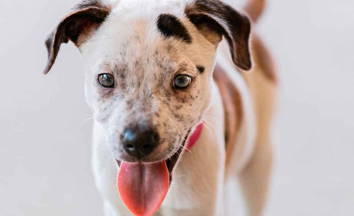 Operation Kindness Blog - Annual Report 2019 | North Texas No-Kill Animal Shelter