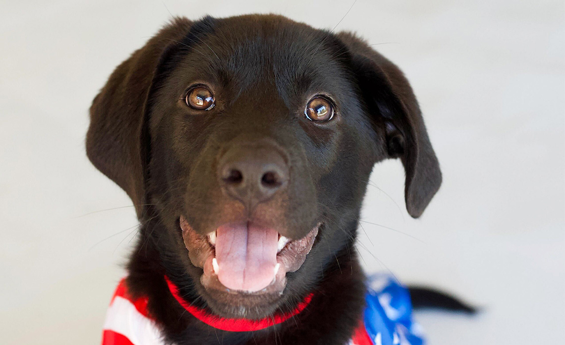 Operation Kindness I Fourth of July safety tips for pets