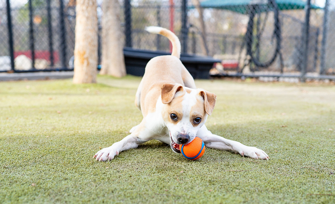 Tan and white dog playing with orange toy