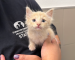 Light orange kitten looking at camera while being held