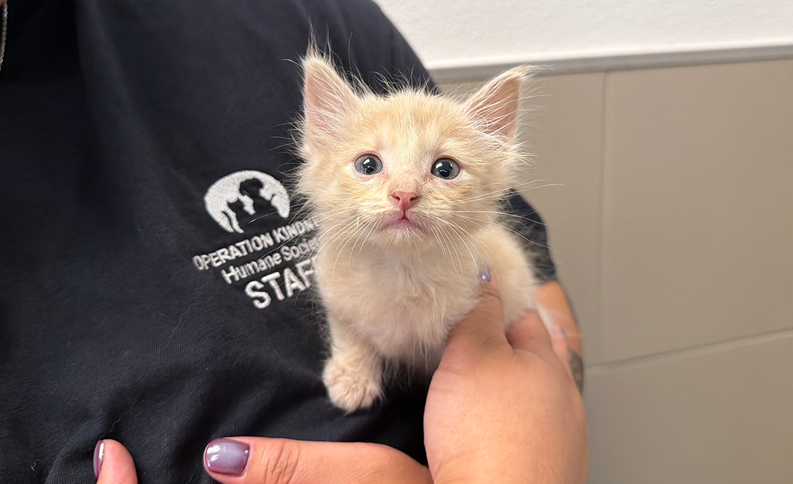 Light orange kitten looking at camera while being held