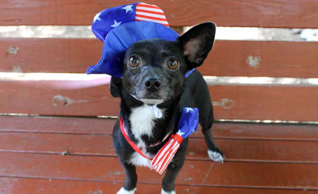 Operation Kindness Blog - 4th of July Pet Safety Tips | North Texas No-Kill Animal Shelter