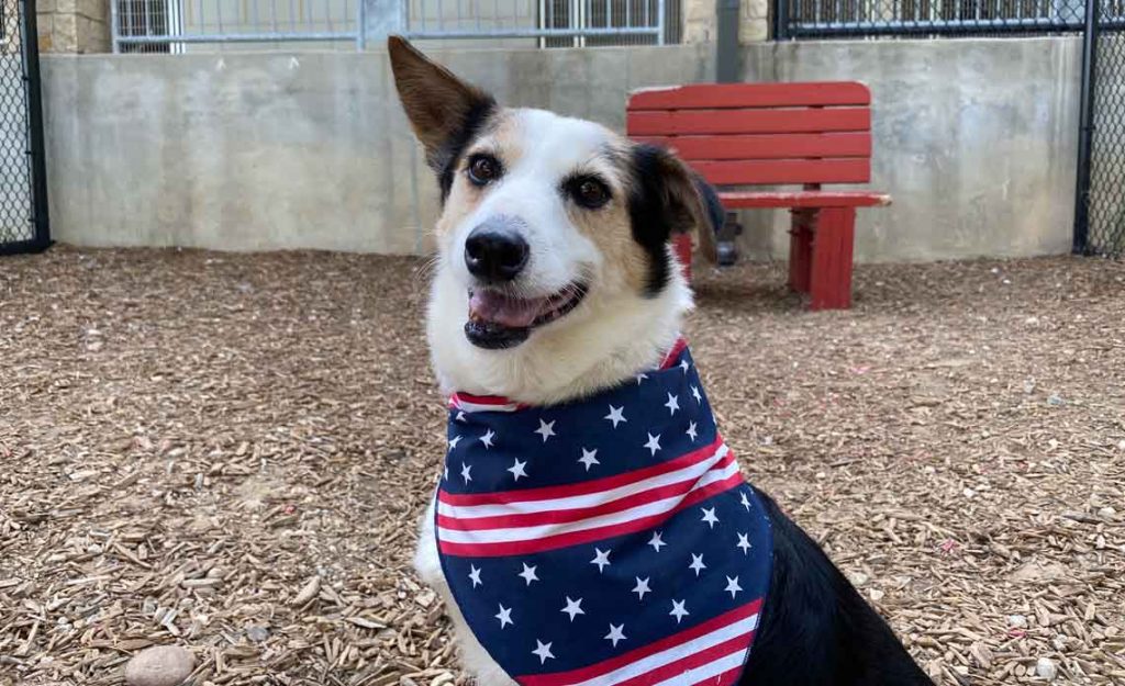 Pet safety tips for 4th of July weekend | Operation Kindness
