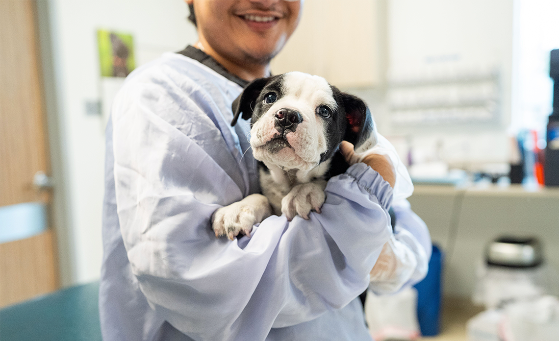 Person holding a black and white puppy