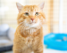 Orange cat