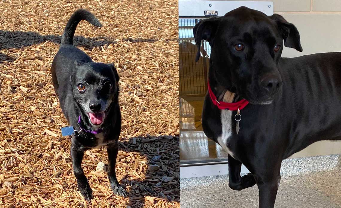 Operation Kindness Blog | Bear and Petey, dogs of beloved Plano crossing guard Bob Manus find new homes | Operation Kindness No-kill Animal Shelter
