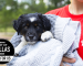 Black and white puppy being held by a volunteer