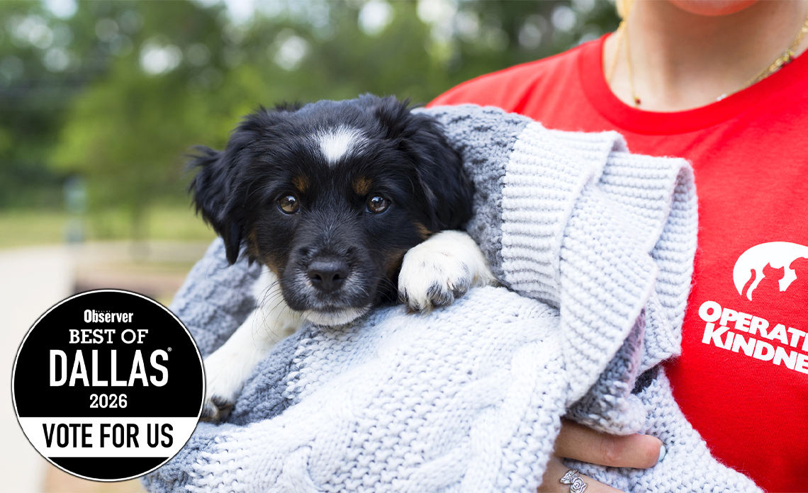 Black and white puppy being held by a volunteer