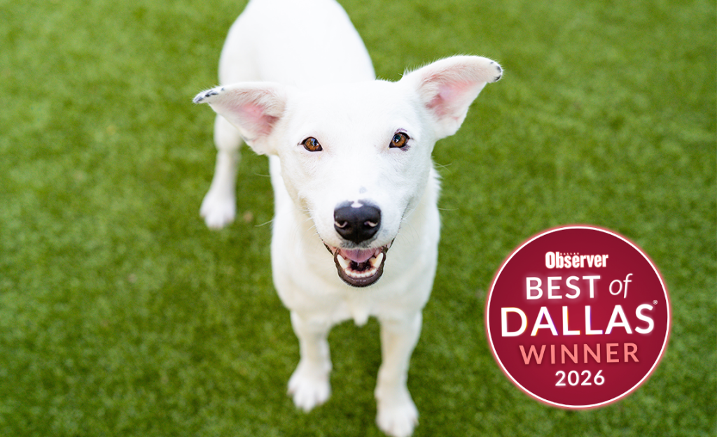 White dog looking at camera with best of dallas winner sticker on picture