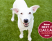 White dog looking at camera with best of dallas winner sticker on picture