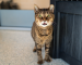 Obi, a cat who is a bucket list foster candidate