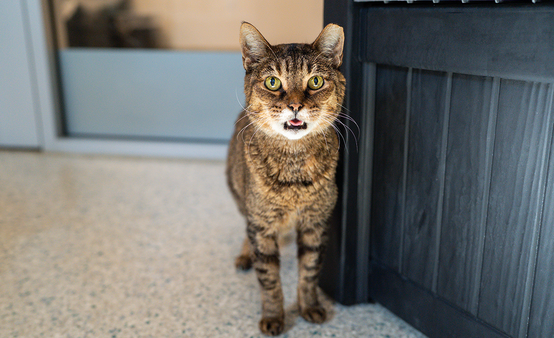 Obi, a cat who is a bucket list foster candidate