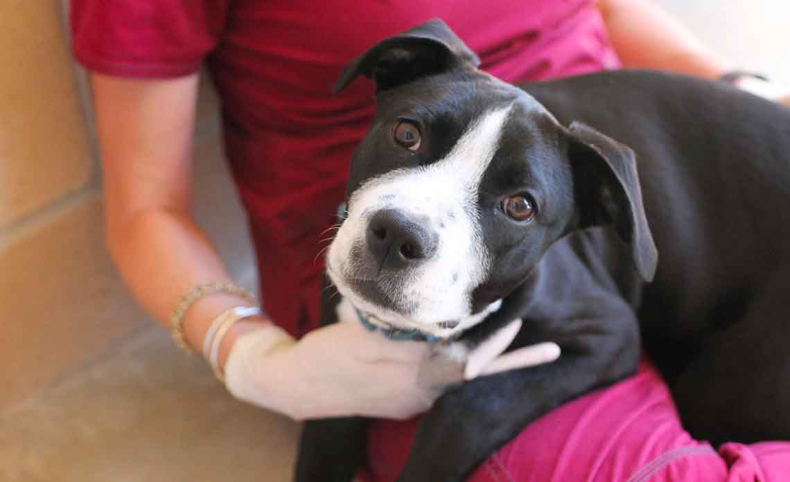 Operation Kindness Blog - COVID-19 update | North Texas No-Kill Animal Shelter