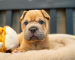 Sully, a brown puppy from Dallas Animal Services