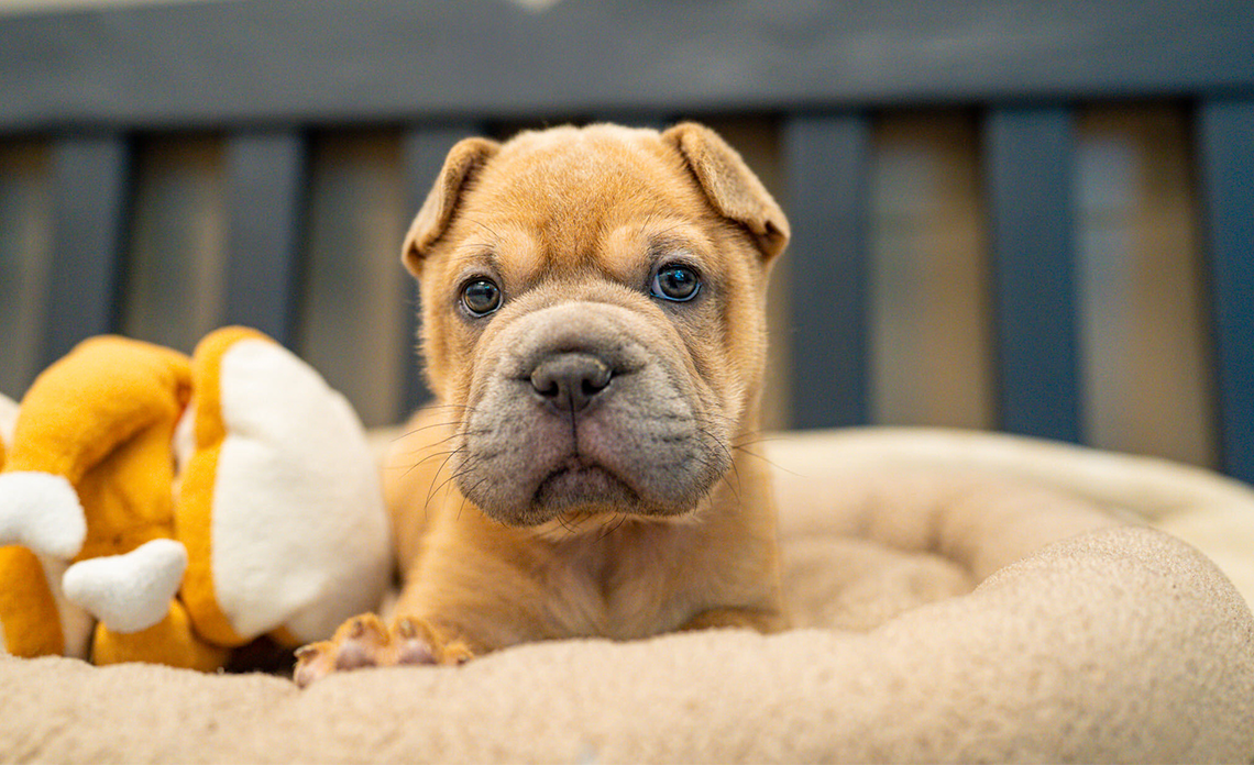 Sully, a brown puppy from Dallas Animal Services