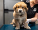 Brown and white puppy on medical table being examined.