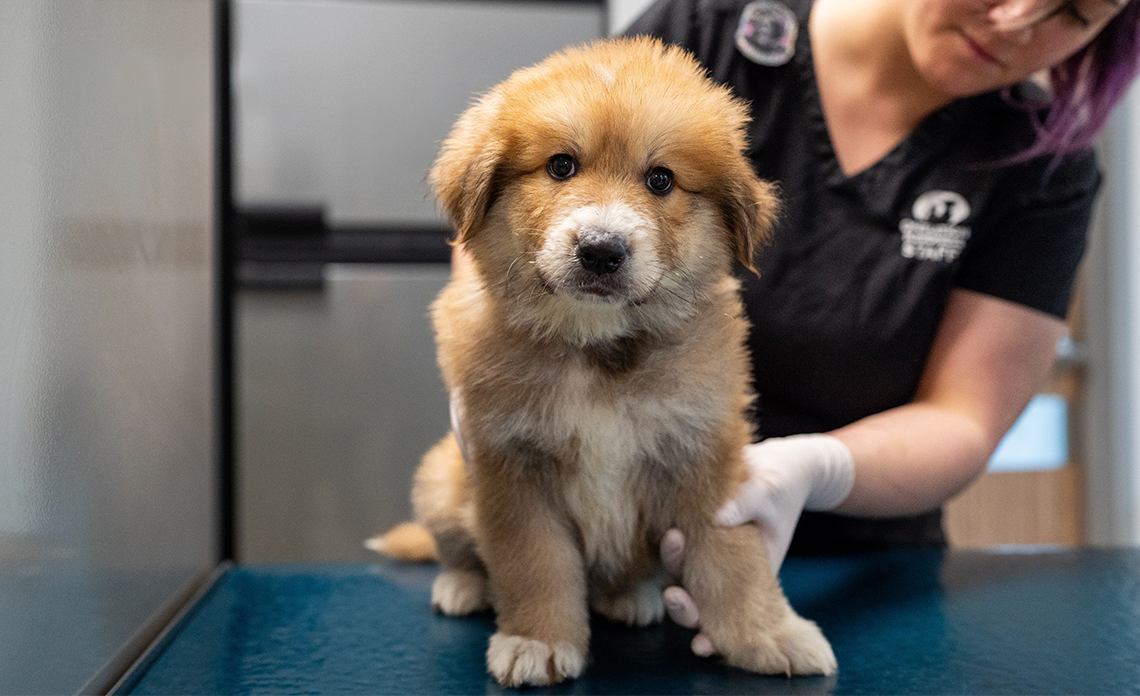 Brown and white puppy on medical table being examined.