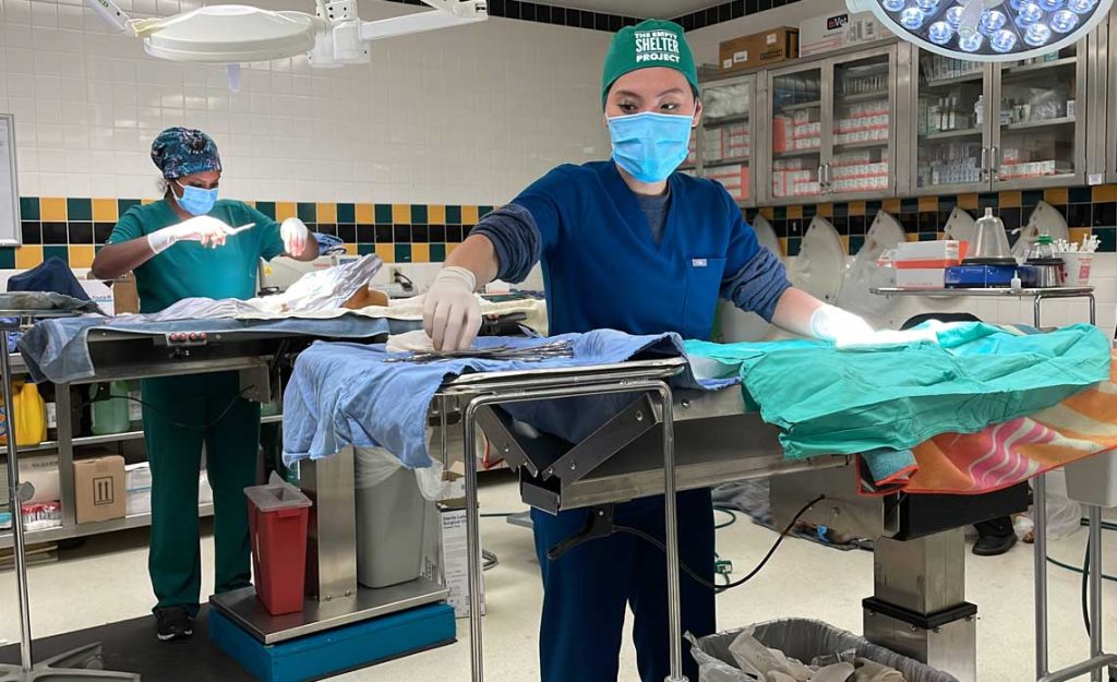 Operation Kindness Blog | Operation Kindness teams up with El Paso Animal Services to provide medical and surgical assistance