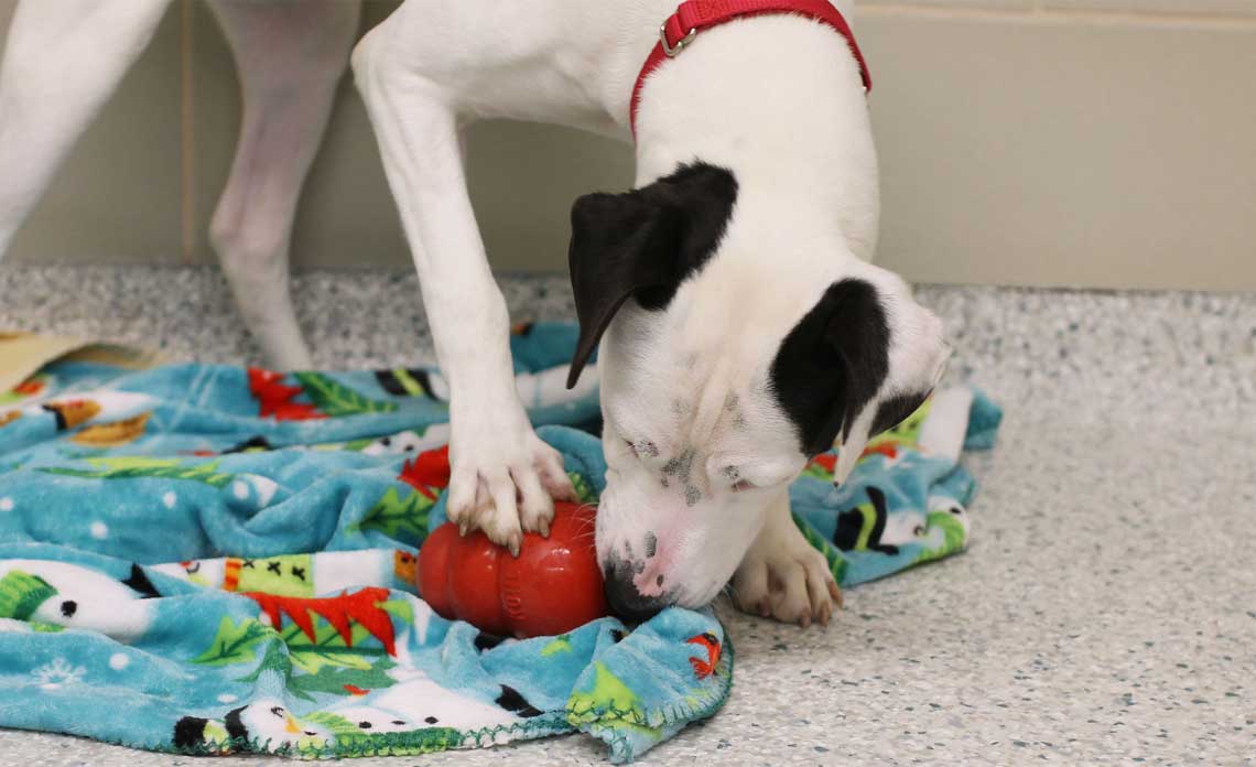 Lobby - Interactive Dog Toy