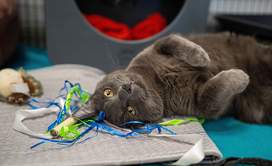 Max Factor, cat who is FeLV-positive