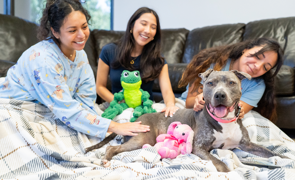 Three people petting a grey and white dog