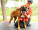 brown and black dog getting pets from a volunteer