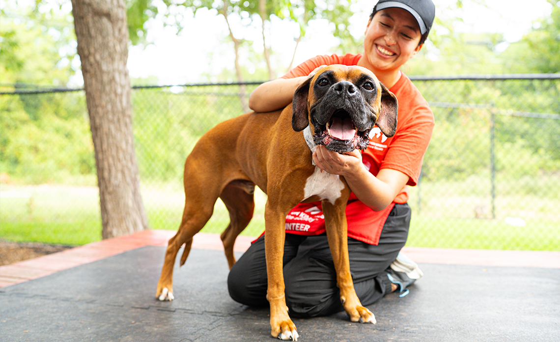 brown and black dog getting pets from a volunteer