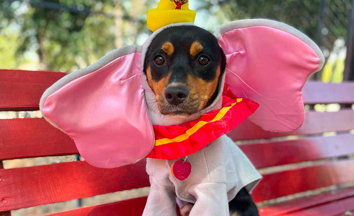 Operation Kindness Blog - Halloween Pet Costume Photo Gallery and Tips | North Texas No-Kill Animal Shelter