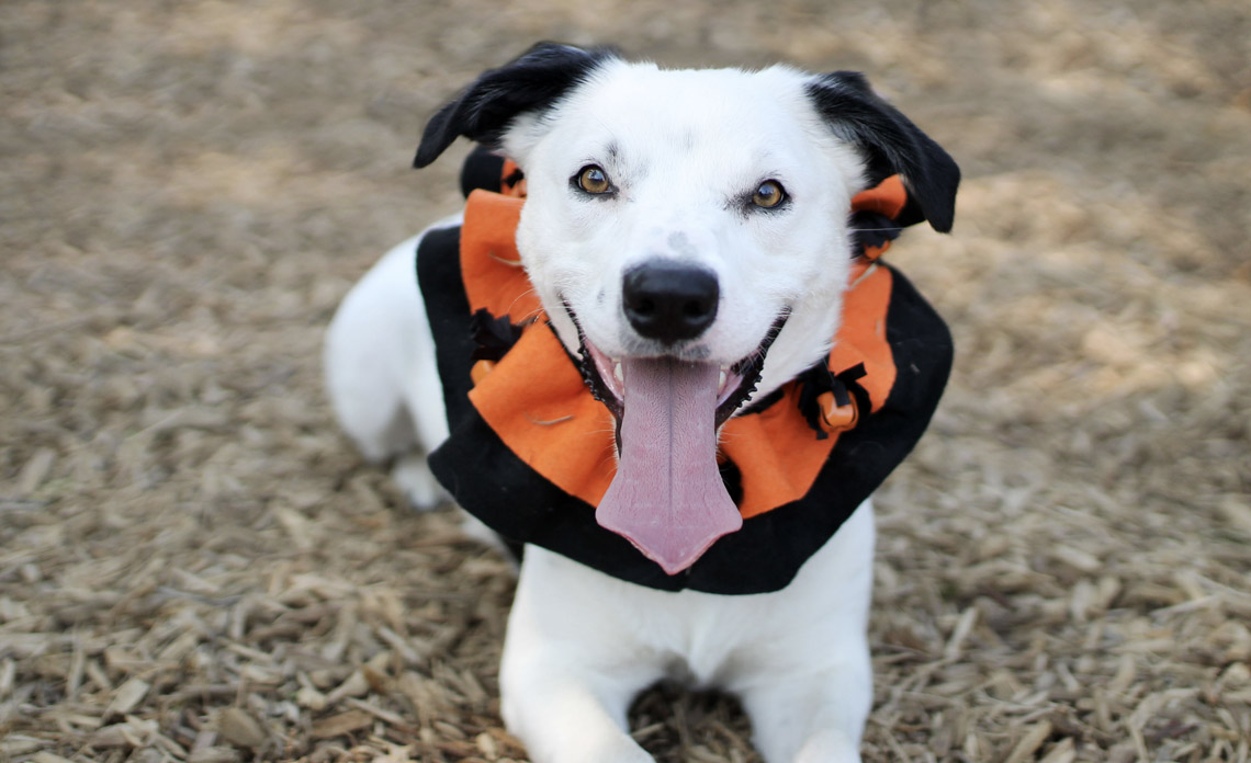 Operation Kindness Blog - Halloween Pet Costume Photo Gallery and Tips | North Texas No-Kill Animal Shelter